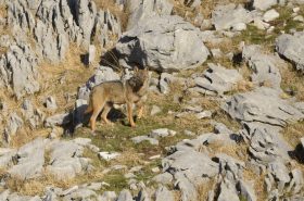 Raid Abruzzes