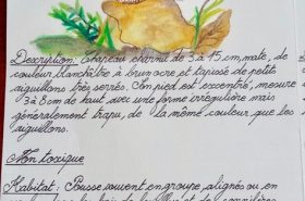 Fiche champignons par Julie