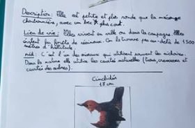 Le carnet oiseaux de Camille